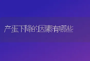 产蛋下降的因素有哪些