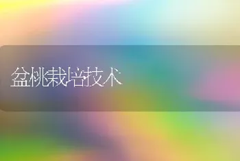 盆桃栽培技术