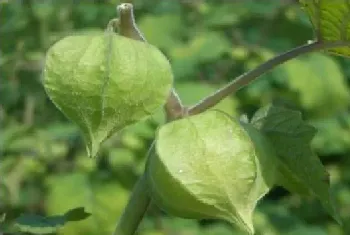 姑娘果的高产种植技术及注意事项