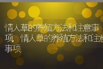 情人草的养殖方法和注意事项