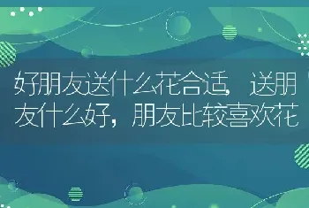 好朋友送什么花合适