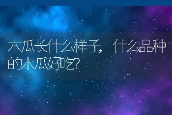 木瓜长什么样子