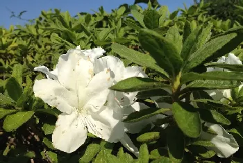 茉莉花什么时候开花