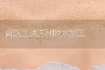 青豌豆速冻和脱水加工