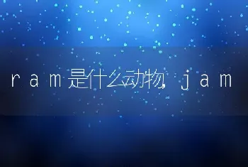 ram是什么动物