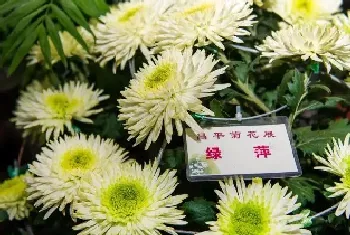 菊花的品种有哪些?