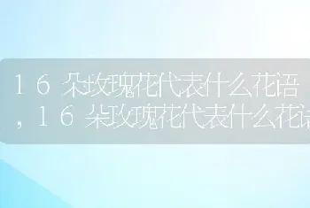 16朵玫瑰花代表什么花语