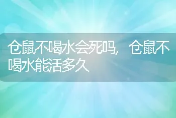 仓鼠不喝水会死吗,仓鼠不喝水能活多久