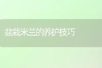 盆栽米兰的养护技巧