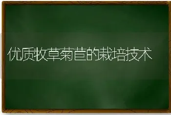 优质牧草菊苣的栽培技术