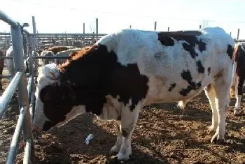 肉牛食欲差怎么办？教你三招进行应对！