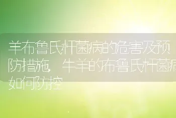 羊布鲁氏杆菌病的危害及预防措施