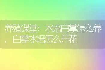 养殖课堂:水培白掌怎么养