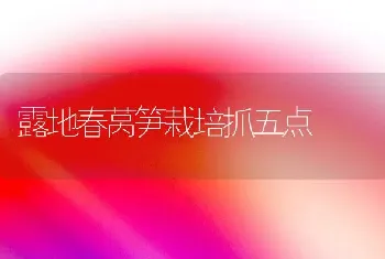 露地春莴笋栽培抓五点