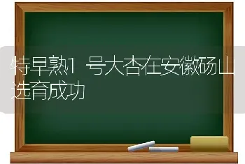 特早熟1号大杏在安徽砀山选育成功