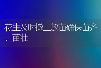 花生及时撤土放苗确保苗齐、苗壮