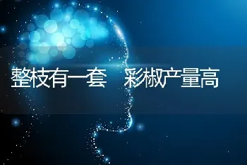 整枝有一套 彩椒产量高