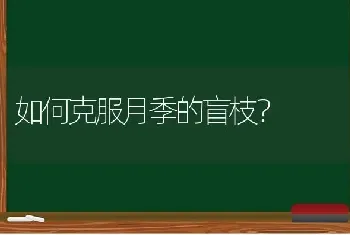 如何克服月季的盲枝?