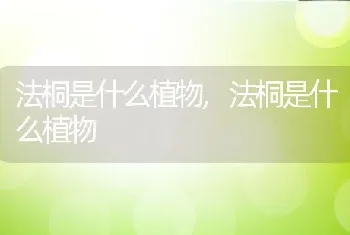 法桐是什么植物