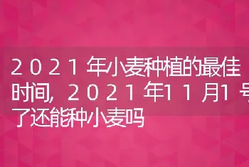 2021年小麦种植的最佳时间