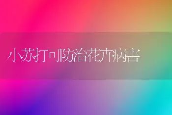 小苏打可防治花卉病害