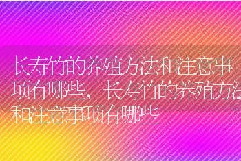 长寿竹的养殖方法和注意事项有哪些