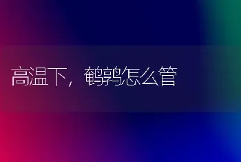 高温下,鹌鹑怎么管