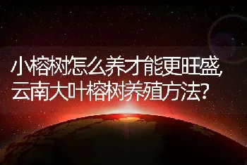 小榕树怎么养才能更旺盛