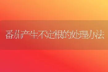 番茄产生不定根的处理办法