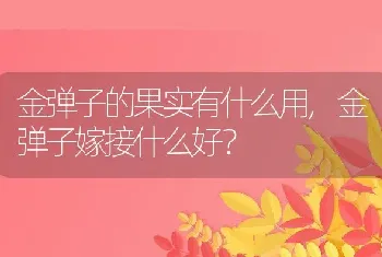 金弹子的果实有什么用