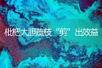 枇杷大胆疏枝“剪”出效益