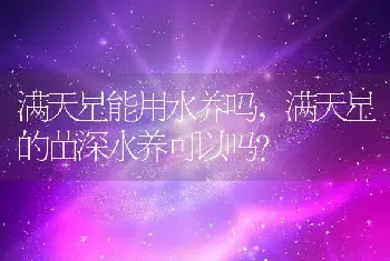 满天星能用水养吗