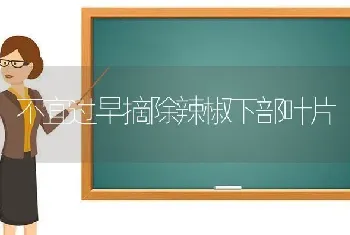 不宜过早摘除辣椒下部叶片