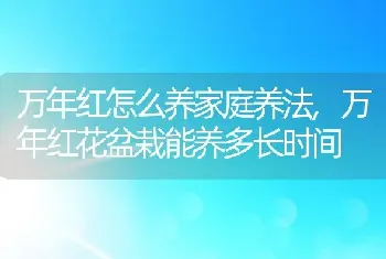 万年红怎么养家庭养法