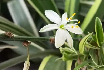 甲醛克星植物有哪些