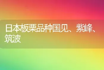 日本板栗品种国见、紫峰、筑波