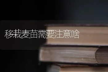 移栽麦苗需要注意啥