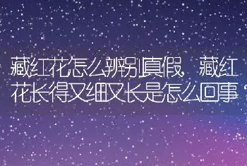 藏红花怎么辨别真假