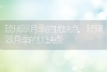 琉璃翠月季的优缺点