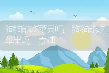 狗狗能吃苹果吗,狗狗能吃苹果吗 泰迪