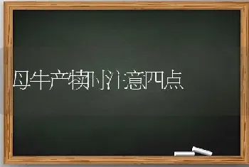 母牛产犊时注意四点