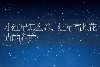 小红星怎么养