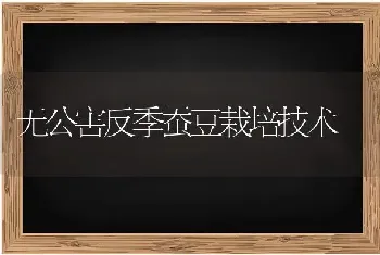 无公害反季蚕豆栽培技术