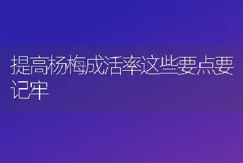 提高杨梅成活率这些要点要记牢