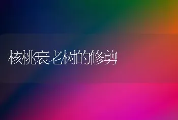 核桃衰老树的修剪