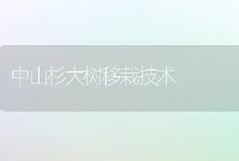 中山杉大树移栽技术