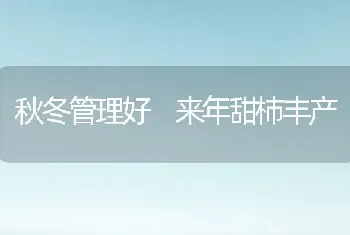 秋冬管理好 来年甜柿丰产