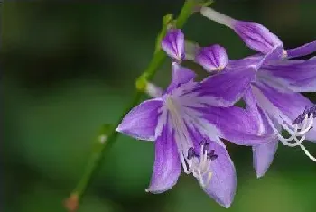 玉簪花叶子边干枯