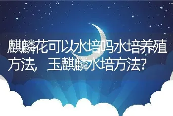 麒麟花可以水培吗水培养殖方法