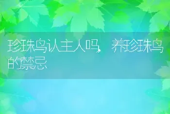 珍珠鸟认主人吗